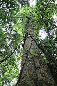Image result for Beilschmiedia rwandensis
