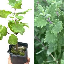 Image result for Tetradenia bainesii