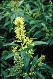 Image result for Cestrum parqui
