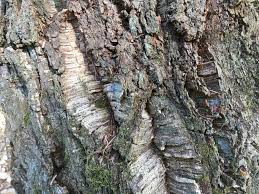 Image result for Quercus suber