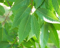 Image result for Ulmaceae