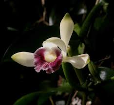 Image result for Vanilla polylepis