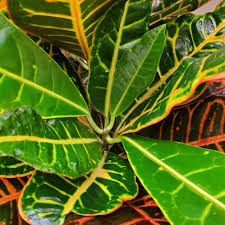 Image result for Croton kilwae