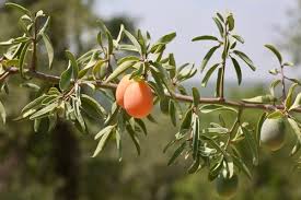 Image result for Ximenia afra