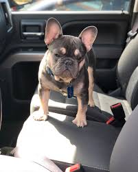 About 11% of these are stuffed & plush animal. Odin At Almost 8 Months Old Super Small Short Thick And Stocky No Filters Needed Frenchie Frenchbulldog Frenchieoftheday Baby Animals Cute Animals Cute Dogs