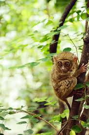 Tarsius Wikipedia Bahasa Indonesia Ensiklopedia Bebas