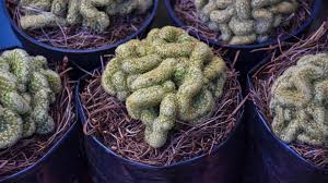 Hello, i just made a cactus in a flower pot and i am looking for a way to make him walking (jumping in a direction). Spooky Plants To Spruce Up Your Halloween Lux Magazine