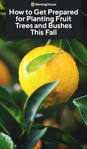 Redhaven peach (221) starting at $59.99 easy to grow! How To Get Prepared For Planting Fruit Trees And Bushes