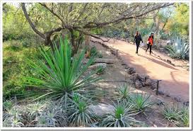 Your gift will support the garden as a place of respite for the community, and help further our global work in protecting endangered cactus species. 12 28 15 Desert Botanical Garden Phoenix Az Part 3