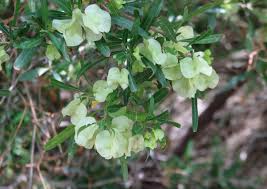 While it may not be what you think of when you are considering a plant for hedge material, it does the job perfectly. Stuart Williams No Twitter Hopseed Bush Aka Florida Hopbush Near Tucson Arizona This Will Look Familiar To Australians As The Species Is Dodonaea Viscosa Which Is Also Native Here And Is Known