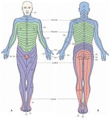 Dermatomal Maps Of The Peripheral Distribution Of Spinal