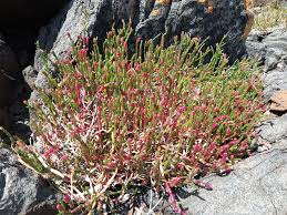 Image result for Salicornia perrieri
