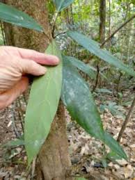 Image result for Caloncoba crepiniana