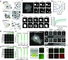 Biomolecular condensate assembly of nArgBP2 in heterologous and in...