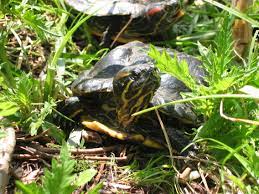 La totalité de l'article est visible en cliquant simplement sur >>suite>>. Tortue De Floride Wikipedia