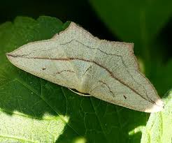 Image result for Timandra griseata