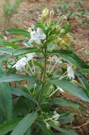 Image result for Clerodendrum ternatum