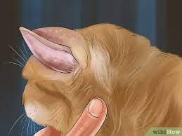 Cats that are able to absorb nutrients from a quality diet usually do not suffer from a cat skin food allergy. 3 Ways To Identify Lumps On Your Cat Wikihow
