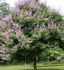 Does well in most soils as long. Lagerstroemia Speciosa Queens Crepe Myrtle The Seed Vine