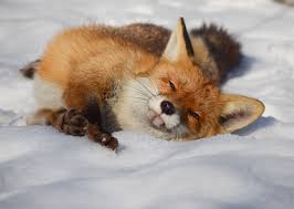 We did not find results for: Psotny Lisek Zamieszkal W Krakowskim Ogrodzie Botanicznym Wykopal Jeza Rozkopuje Rabaty Nie Boi Sie Ludzi Foto