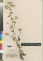 Image result for Helichrysum schimperi