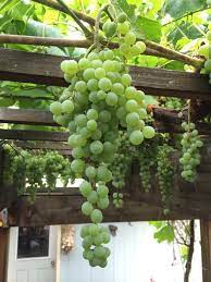 Growing A Grape Tree 15 Important Steps To Read Grape Tree Grape Plant Garden Vines