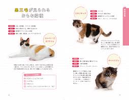 Your の Curiosity o 刺激 する 福岡 風俗 no 世界