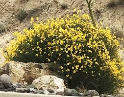 Happily butterfly bushes have a longer bloom season than lilacs. Spanish Broom Plant Drought Tolerant Shrub Guzmansgreenhouse Com