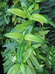 Image result for Pseuderanthemum ludovicianum