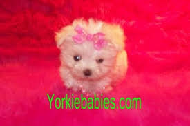 Maltese puppies are playful, fearless and gentle companions. Teacup Maltese Teacup Maltese For Sale Teacup Maltese For Sale South Florida Teacup Maltese Puppies Maltese Puppies South Florida Toy Maltese Pinterest