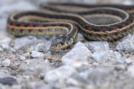 Black And White Checkered Snake Texas Garter Snake Crawling On Gravel Snake Facts And Information Snake Facts Snake Amazing Gardens