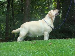 Amigas Labradors Females Labrador Labrador Retriever Dog Party