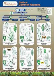 Is it an alert species? Guide To Identifying Common Grasses Www Ase Org Uk