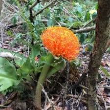 Image result for Scadoxus puniceus