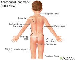 To simplify things, i'm going to split the back into three se. Anatomical Landmarks Back View Multimedia Encyclopedia Health Information St Luke S Hospital