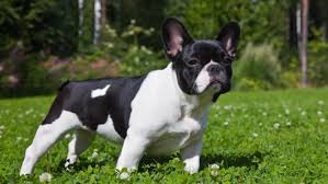 Temos tudo em ótima qualidade e as mais variadas coisas para o seu pet! Conjur Dono De Cachorro Tera De Indenizar Casal Que Encontrou O Animal