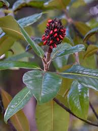 Image result for Magnoliaceae