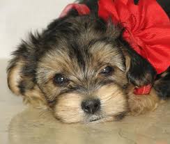 The malti poo is an intelligent, loving dog. Www Ohpuppylove Com Dog Breeds Morkie Shorkie Maltipoo Poodle Mix Maltipoos For Sale Maltipoo For Sale Maltipoo Puppies For Adoption Maltese Poodle Puppies Maltipoo Puppies For Sale Teacup Maltipoo Puppies For Sale Morkie Puppies For Sale In New