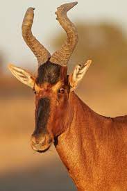 Top 10 Largest Antelope Species In Africa Africa Freak African Antelope African Wildlife African Animals