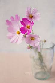 Pin By Vera Young On Art Cosmos Flowers Vase Crafts Flower Arrangements