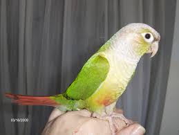 Grey Bird With Red Cheeks A Young Cinnamon Colored Green Cheek Conure Cinnamon Color Conure Green