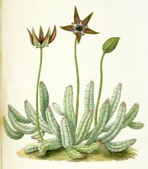 Image result for Tridentea marientalensis