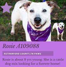 The unit is an address within rutherford county tennessee. Rutherford County Tn Paws Email Paws Rutherfordcountytn Gov Address 285 John R Rice Blvd Murfreesboro Tn Cattle Dogs Mix Australian Cattle Dog Mix Pet Id