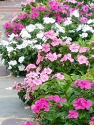Pin By Cindy Lombardozzi On Welcome To My Gardens Cottage Garden Plants Beautiful Flowers Sun Loving Plants