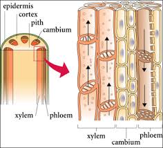 We did not find results for: 25 4b Vascular Tissue Xylem And Phloem Biology Libretexts