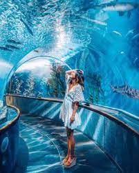 27 Aquarium Pictures Ideas Aquarium Pictures Aquarium Picture