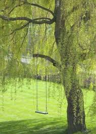 Empty Swing Hangs From Tree Branch In Garden Royalty Free Stock Photo Pictures Images And Stock Photography Image 6638 Tree Swing Weeping Willow Willow Tree