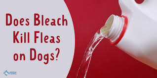 It is also quite effective against their eggs and the other stages of what kills fleas on dogs instantly? Mycwxdoqnw Jwm