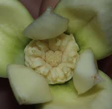 Image result for Marantochloa purpurea