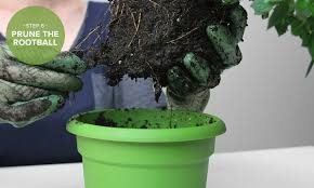 Gently tilt the houseplant, grasp it near the base and give it a firm tug to remove it from its old container. How To Repot A Plant 7 Simple Steps With Pictures Proflowers